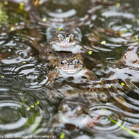 Buy canvas prints of Common frogs in the rain by Kay Roxby