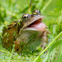 Buy canvas prints of Common frog trying to catch insects in garden pond - UK by Kay Roxby