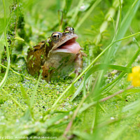 Buy canvas prints of Common frog trying to catch insects in garden pond - UK by Kay Roxby