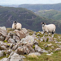 Buy canvas prints of Swaledale Sheep Lake District by Kay Roxby