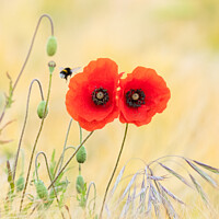 Buy canvas prints of Bumble bee visiting red poppies in mixed barley and oats field by Kay Roxby
