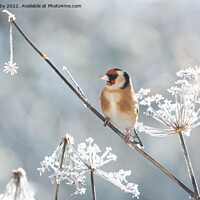 Buy canvas prints of Goldfinch in frost by Kay Roxby