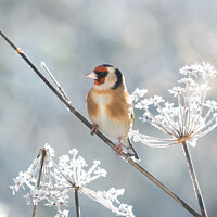 Buy canvas prints of Goldfinch in winter by Kay Roxby