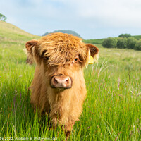 Buy canvas prints of Highland Cow calf by Kay Roxby