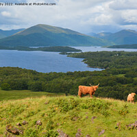 Buy canvas prints of Highland Cattle overlooking Loch Lomond by Kay Roxby