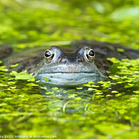 Buy canvas prints of frog in pond surrounded by duckweed by Kay Roxby