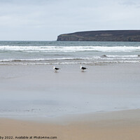 Buy canvas prints of Dunnet Bay gulls by Kay Roxby