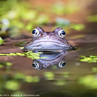 Buy canvas prints of Common Frog waiting for a mate by Kay Roxby