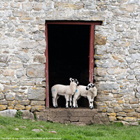 Buy canvas prints of Yorkshire Dales Swaledale lambs by Kay Roxby