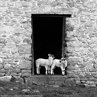 Buy canvas prints of Yorkshire Dales Swaledale lambs black and white by Kay Roxby