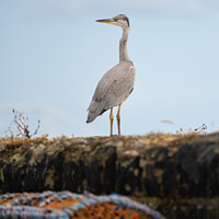 Buy canvas prints of Grey Heron at Pittenweem Harbour by Kay Roxby