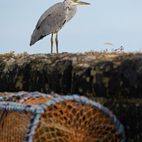 Buy canvas prints of Grey Heron at Pittenweem Harbour 2 by Kay Roxby