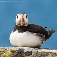 Buy canvas prints of Puffin by Kay Roxby