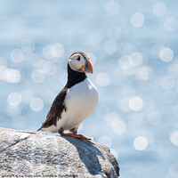 Buy canvas prints of Peaceful Puffin  by Kay Roxby