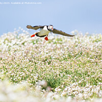 Buy canvas prints of Puffin Isle of May by Kay Roxby