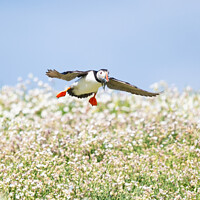 Buy canvas prints of Puffin Isle of May by Kay Roxby