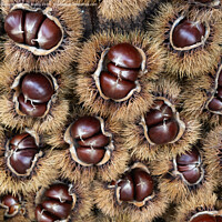 Buy canvas prints of Sweet Chestnuts by Kay Roxby