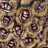 Buy canvas prints of Sweet Chestnuts by Kay Roxby