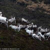 Buy canvas prints of Cairngorm reindeer herd by Kay Roxby