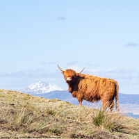 Buy canvas prints of Highland Cow by Kay Roxby