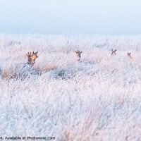 Buy canvas prints of Deer in hoar frost by Kay Roxby