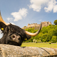 Buy canvas prints of Highland Cow beneath Stirling Castle, Scotland by Kay Roxby