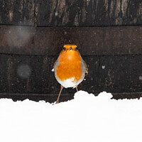 Buy canvas prints of Snowy robin in Scotland by Kay Roxby