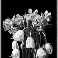 Buy canvas prints of  Wilting flowers fine art by Stephen Giles