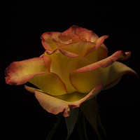 Buy canvas prints of Red rose against black by Stephen Giles