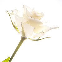 Buy canvas prints of White rose by Stephen Giles