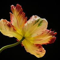 Buy canvas prints of Parrot tulip by Stephen Giles