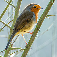 Buy canvas prints of Robin in winter by Stephen Giles
