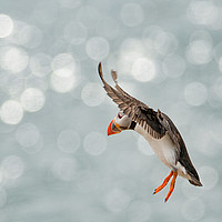 Buy canvas prints of Puffin in freefall by Stephen Giles