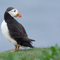 Buy canvas prints of Puffin looking back by Stephen Giles