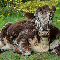 Buy canvas prints of Lazy Hereford cow by Stephen Giles