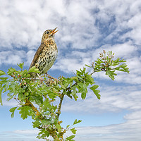 Buy canvas prints of Song thrush by Stephen Giles