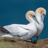 Buy canvas prints of Two gannets by Stephen Giles