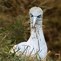 Buy canvas prints of Gannet and grass by Stephen Giles