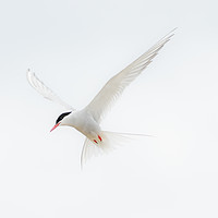 Buy canvas prints of High key Arctic Tern by Stephen Giles