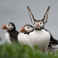 Buy canvas prints of Big ears puffin by Stephen Giles