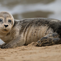 Buy canvas prints of Young seal pup by Stephen Giles