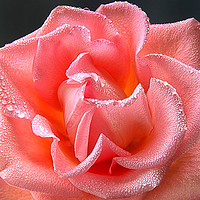 Buy canvas prints of Pink rose with water droplets by Stephen Giles