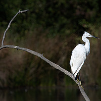 Buy canvas prints of Little Egret by Stephen Giles