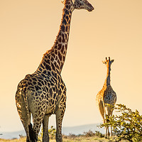 Buy canvas prints of Giraffes on the move by Stephen Giles
