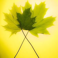 Buy canvas prints of Two leaves by Stephen Giles