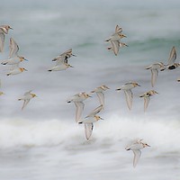 Buy canvas prints of Flock of sandpipers by Stephen Giles