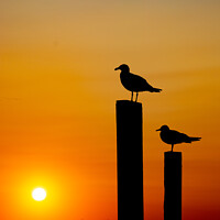 Buy canvas prints of Seagull silhouette by Stephen Giles