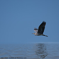 Buy canvas prints of Heron over water by Stephen Giles