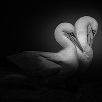 Buy canvas prints of 2 Gannets by Stephen Giles