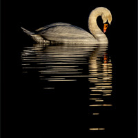 Buy canvas prints of Reflective swan by Stephen Giles